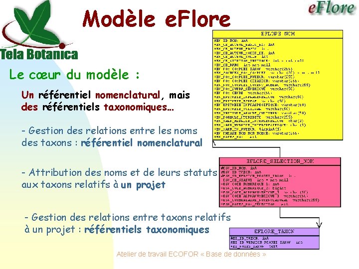 Modèle e. Flore Le cœur du modèle : Un référentiel nomenclatural, mais des référentiels