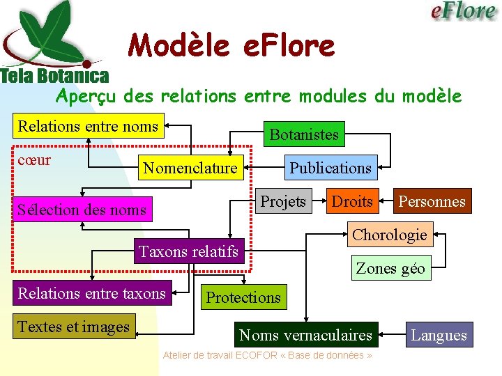 Modèle e. Flore Aperçu des relations entre modules du modèle Relations entre noms cœur