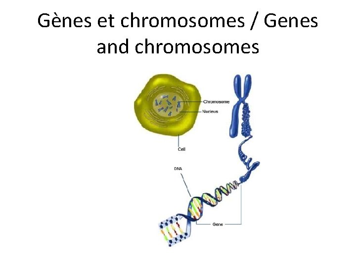 Gènes et chromosomes / Genes and chromosomes 