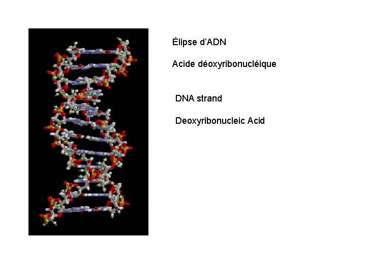 Élipse d’ADN Acide déoxyribonucléique DNA strand Deoxyribonucleic Acid 