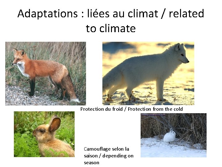 Adaptations : liées au climat / related to climate Protection du froid / Protection