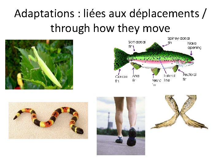 Adaptations : liées aux déplacements / through how they move 