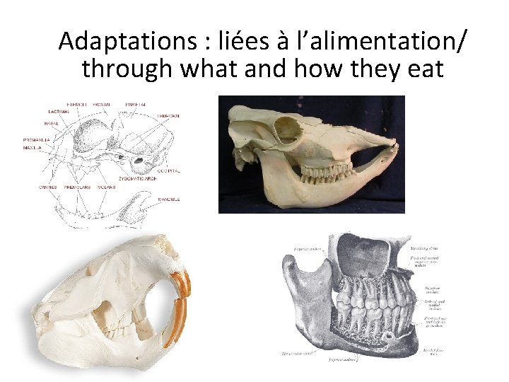 Adaptations : liées à l’alimentation/ through what and how they eat 