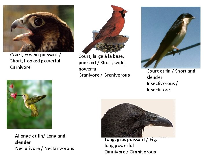 Court, crochu puissant / Short, hooked powerful Carnivore Allongé et fin/ Long and slender