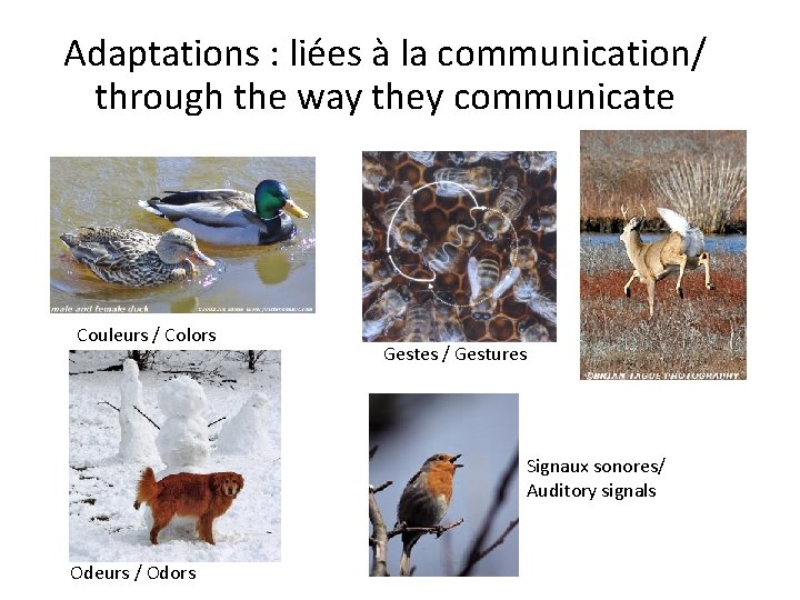 Adaptations : liées à la communication/ through the way they communicate Couleurs / Colors