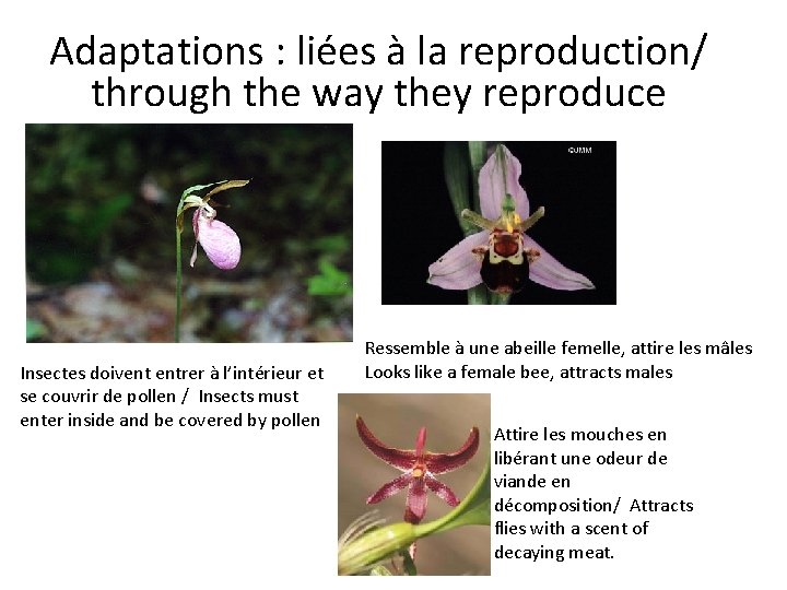 Adaptations : liées à la reproduction/ through the way they reproduce Insectes doivent entrer