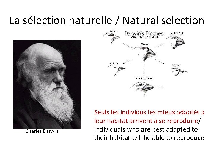 La sélection naturelle / Natural selection Charles Darwin Seuls les individus les mieux adaptés