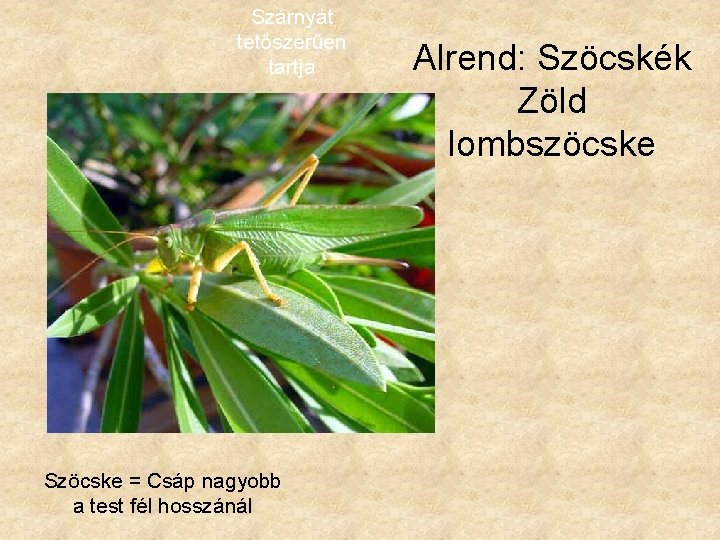 Szárnyát tetőszerűen tartja Szöcske = Csáp nagyobb a test fél hosszánál Alrend: Szöcskék Zöld