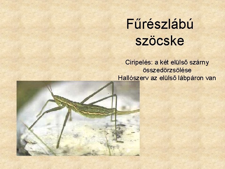 Fűrészlábú szöcske Ciripelés: a két elülső szárny összedörzsölése Hallószerv az elülső lábpáron van 