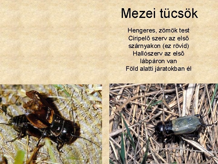 Mezei tücsök Hengeres, zömök test Ciripelő szerv az első szárnyakon (ez rövid) Hallószerv az