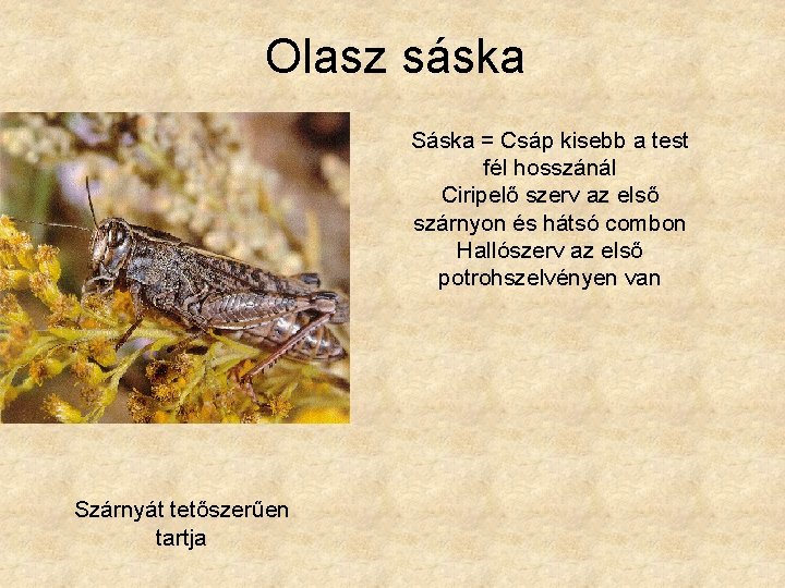 Olasz sáska Sáska = Csáp kisebb a test fél hosszánál Ciripelő szerv az első