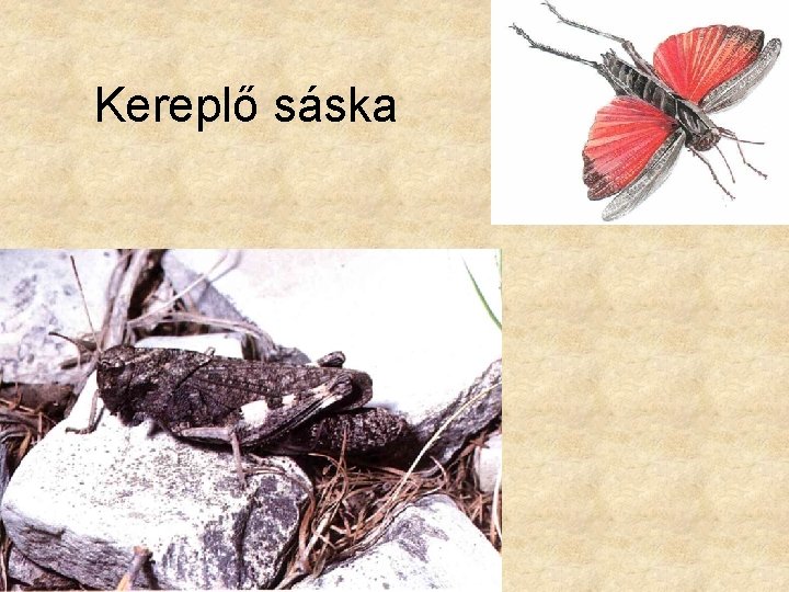 Kereplő sáska 