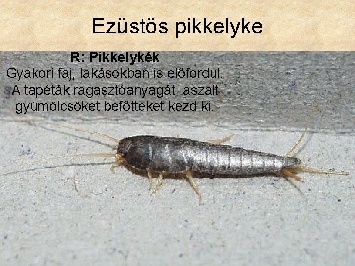 Ezüstös pikkelyke R: Pikkelykék Gyakori faj, lakásokban is előfordul. A tapéták ragasztóanyagát, aszalt gyümölcsöket