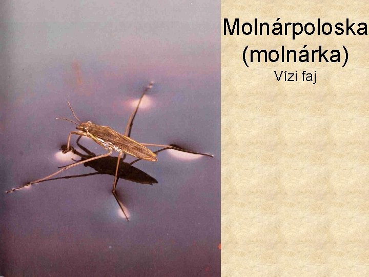 Molnárpoloska (molnárka) Vízi faj 