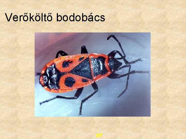 Verőköltő bodobács GT 