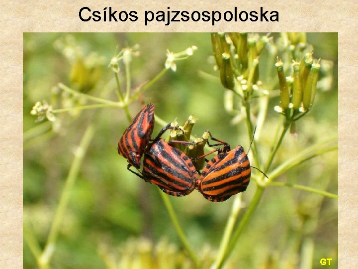 Csíkos pajzsospoloska GT 