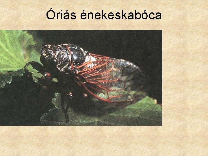 Óriás énekeskabóca 