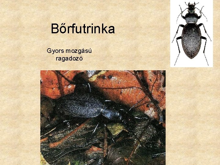 Bőrfutrinka Gyors mozgású ragadozó 