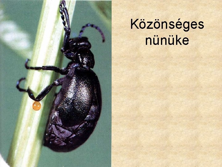 Közönséges nünüke 