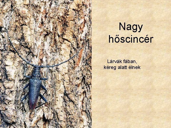 Nagy hőscincér Lárvák fában, kéreg alatt élnek 