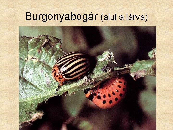 Burgonyabogár (alul a lárva) 