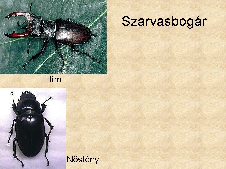 Szarvasbogár Hím Nőstény 