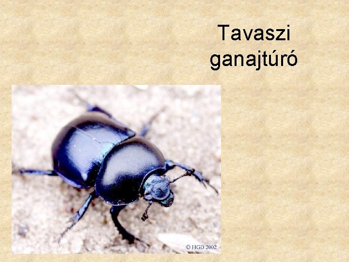 Tavaszi ganajtúró 