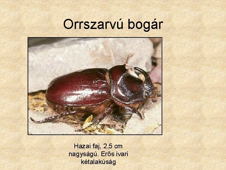 Orrszarvú bogár Hazai faj, 2, 5 cm nagyságú. Erős ivari kétalakúság 