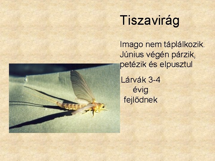 Tiszavirág Imago nem táplálkozik. Június végén párzik, petézik és elpusztul Lárvák 3 -4 évig