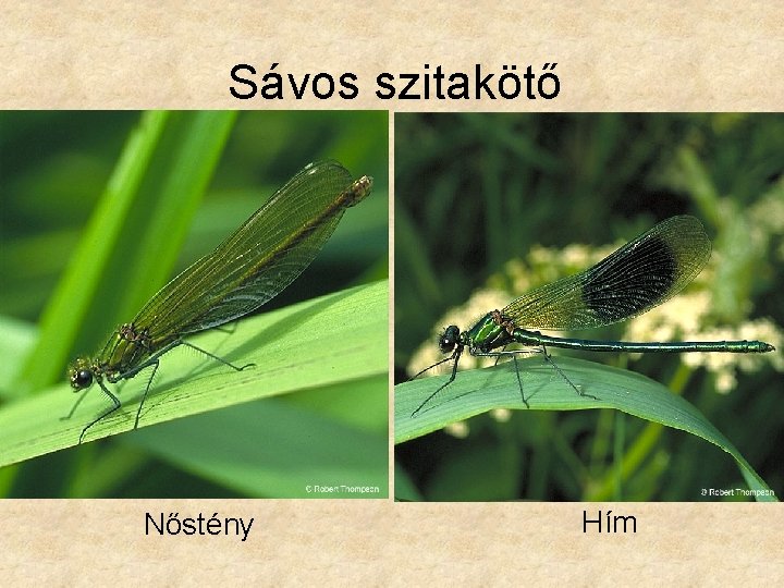 Sávos szitakötő Nőstény Hím 