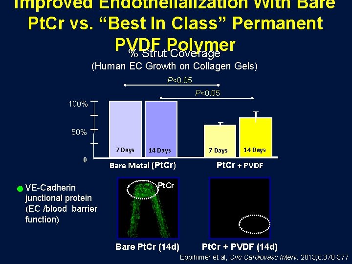Improved Endothelialization With Bare Pt. Cr vs. “Best In Class” Permanent PVDF Polymer %