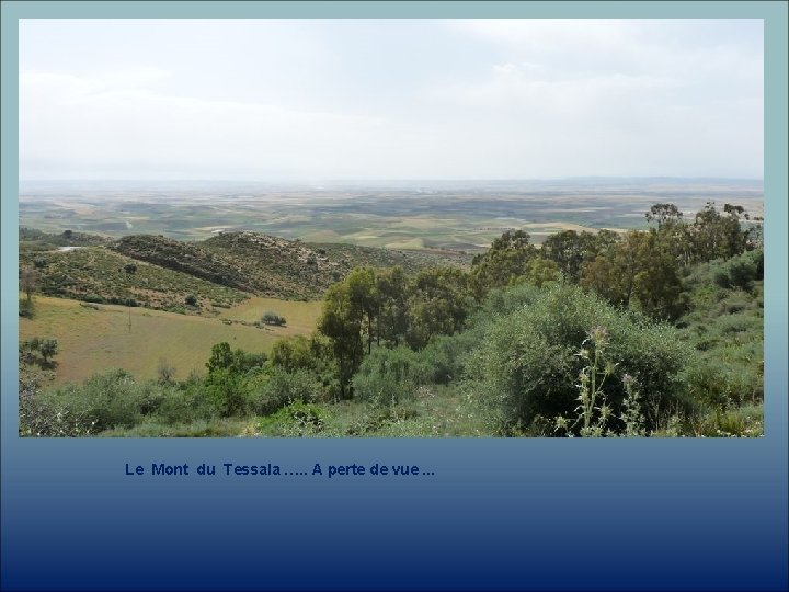 Le Mont du Tessala …. . A perte de vue. . . 