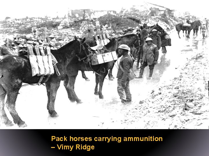 Pack horses carrying ammunition – Vimy Ridge 