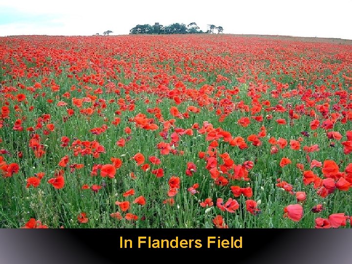 In Flanders Field 