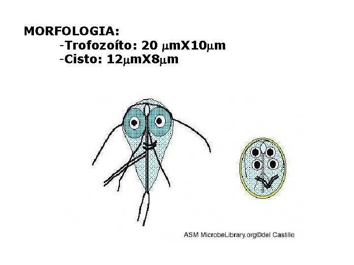 MORFOLOGIA: -Trofozoíto: 20 m. X 10 m -Cisto: 12 m. X 8 m 