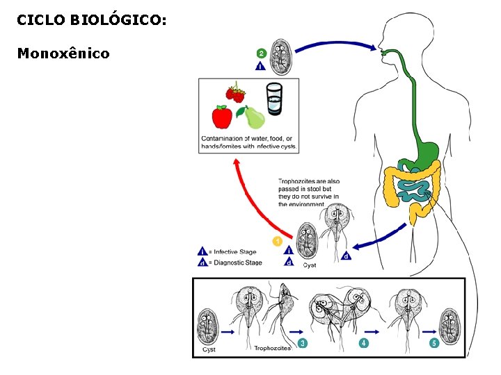 CICLO BIOLÓGICO: Monoxênico 