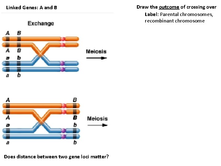 Linked Genes: A and B Does distance between two gene loci matter? Draw the