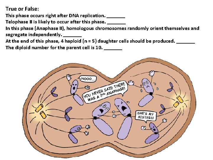 True or False: This phase occurs right after DNA replication. _______ Telophase II is