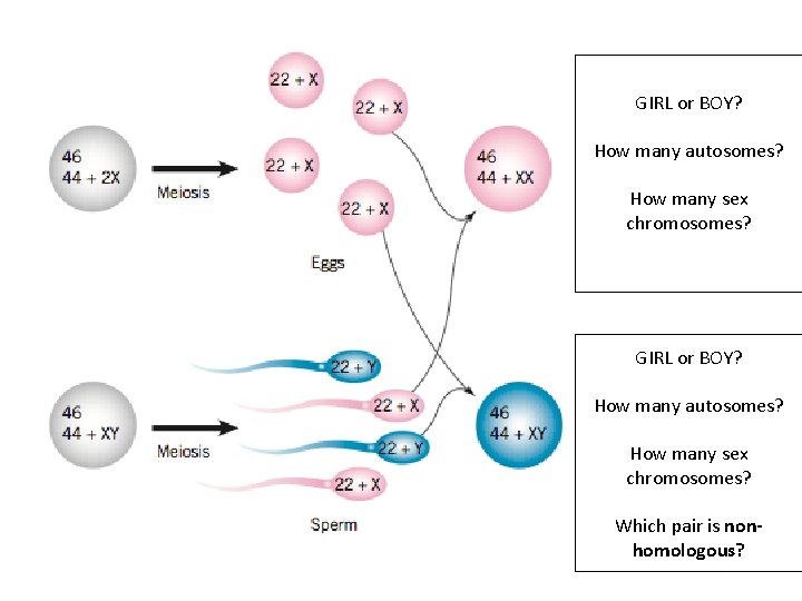 GIRL or BOY? How many autosomes? How many sex chromosomes? Which pair is nonhomologous?