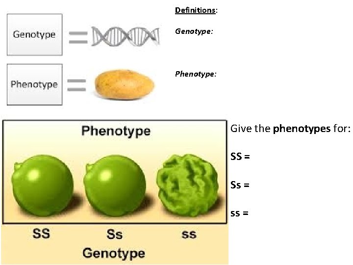 Definitions: Genotype: Phenotype: Give the phenotypes for: SS = Ss = ss = 