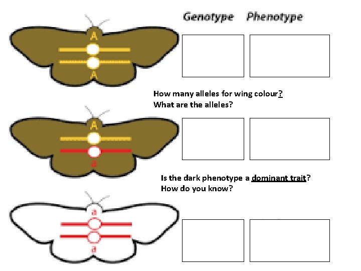 How many alleles for wing colour? What are the alleles? Is the dark phenotype