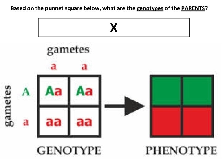 Based on the punnet square below, what are the genotypes of the PARENTS? X