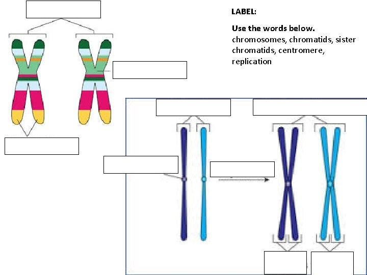 LABEL: Use the words below. chromosomes, chromatids, sister chromatids, centromere, replication 