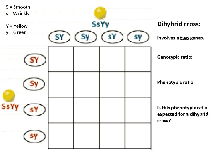 S = Smooth s = Wrinkly Y = Yellow y = Green Dihybrid cross: