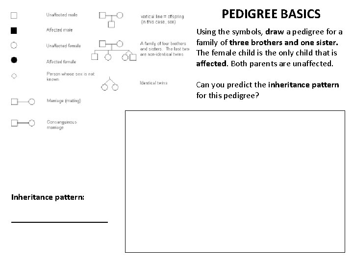 PEDIGREE BASICS Using the symbols, draw a pedigree for a family of three brothers