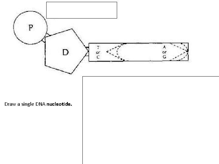 Draw a single DNA nucleotide. 
