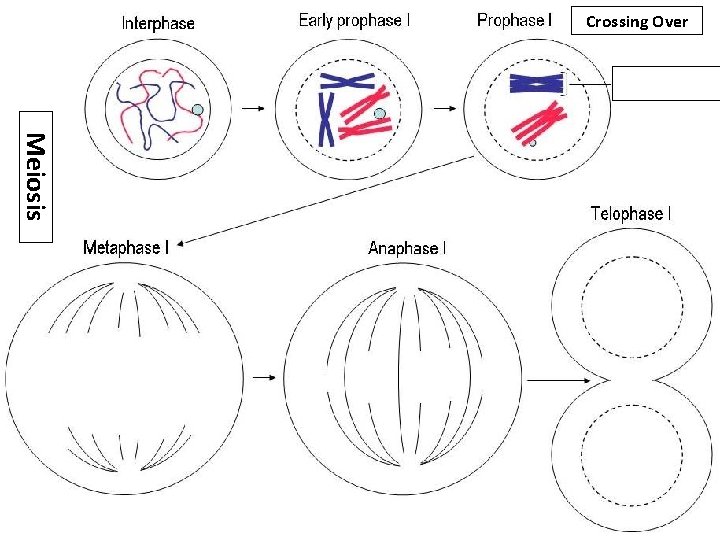 Crossing Over Meiosis 