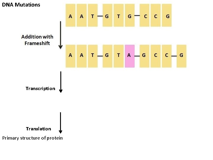 DNA Mutations Transcription Translation Primary structure of protein 