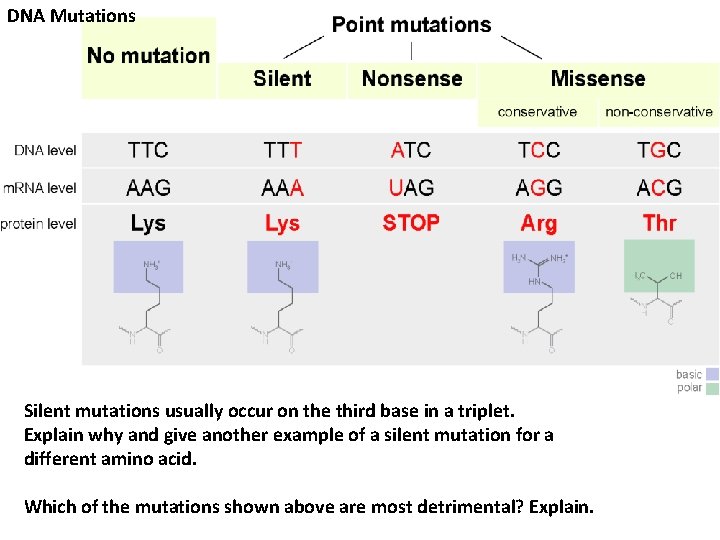 DNA Mutations Silent mutations usually occur on the third base in a triplet. Explain