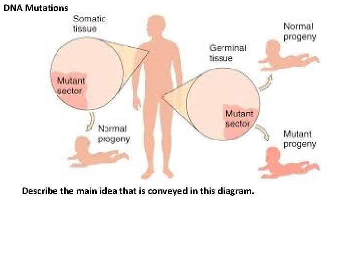 DNA Mutations Describe the main idea that is conveyed in this diagram. 